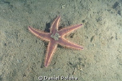 Astropecten spiny sea star on the silty bottom of Mahuran... by Daniel Poloha 